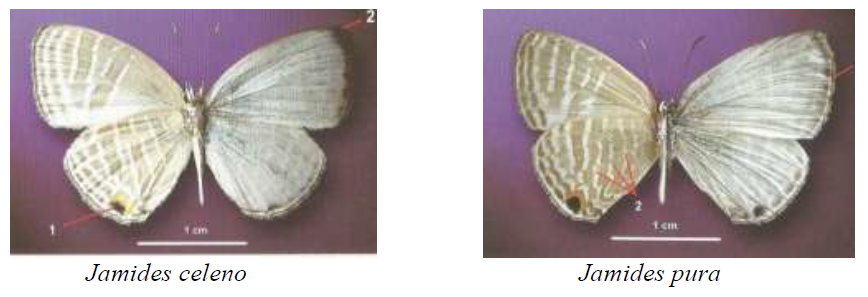 kupu-kupu famili Lycaenidae